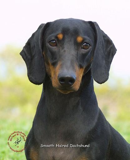 Dachshund 9L27D-08.JPG